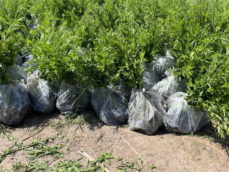 千屈菜苗基地大量货源规格齐全欢迎电话联系