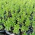 千屈菜苗基地大量货源规格齐全欢迎电话联系