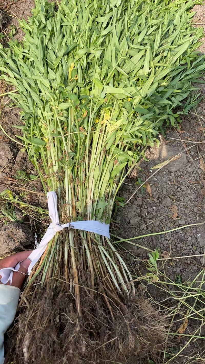 千屈菜苗基地大量货源规格齐全欢迎电话联系