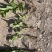 千屈菜苗基地大量货源规格齐全欢迎电话联系