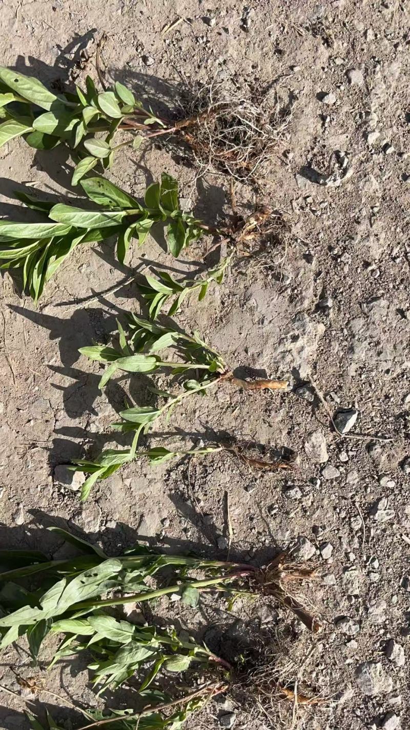 千屈菜苗基地大量货源规格齐全欢迎电话联系