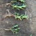 千屈菜苗基地大量货源规格齐全欢迎电话联系