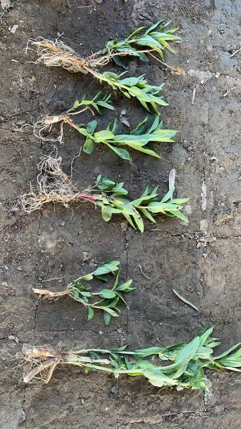 千屈菜苗基地大量货源规格齐全欢迎电话联系