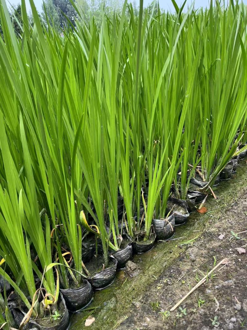 盆栽菖蒲大量货源产地直发欢迎电话联系