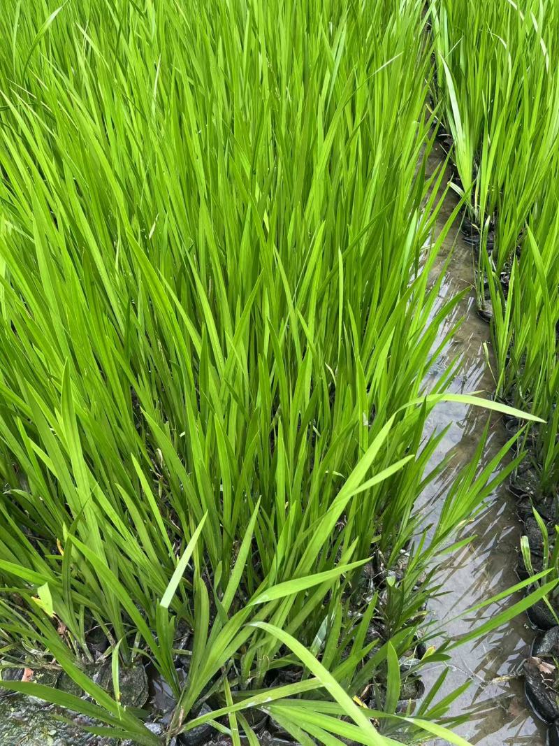 盆栽菖蒲大量货源产地直发欢迎电话联系