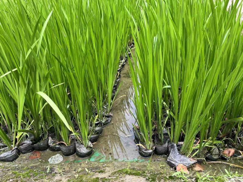 盆栽菖蒲大量货源产地直发欢迎电话联系