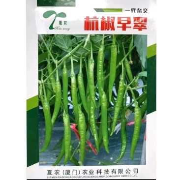 杭椒早翠种子杭椒种子早熟辣味较淡皮薄肉嫩采收期长