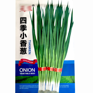 四季小香葱种子直立性生长快产量高四季基地种植