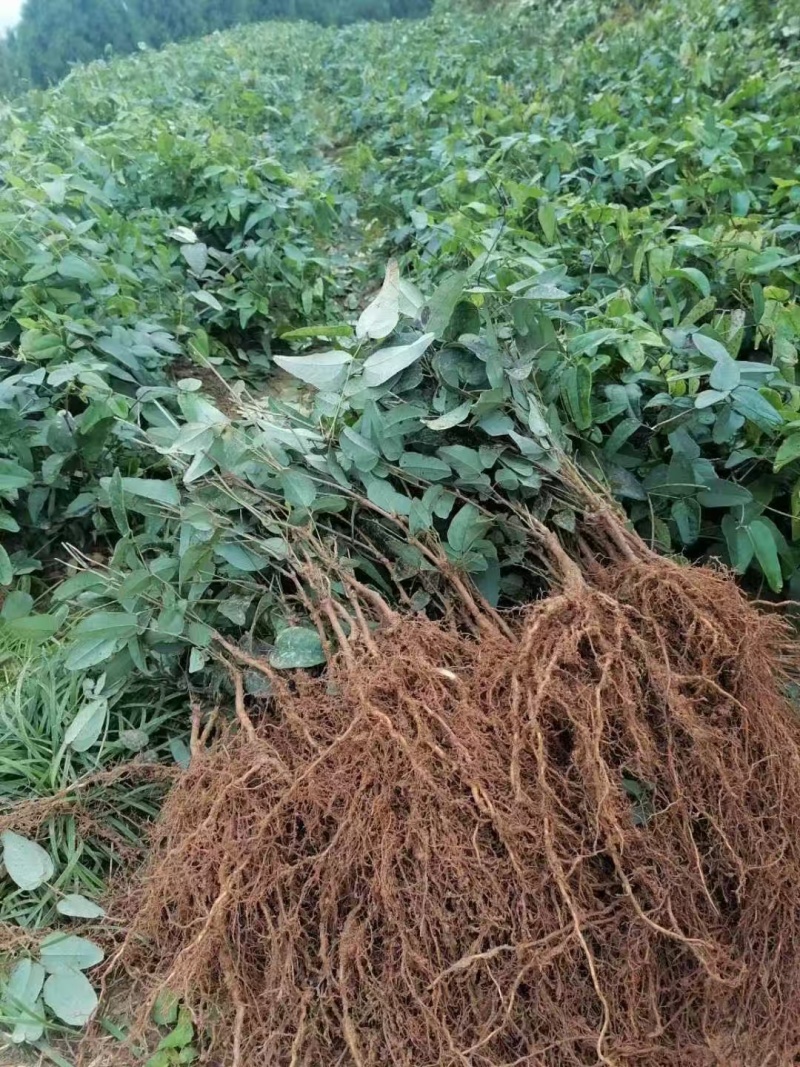 少籽八月瓜小苗两年苗，基地直发，品质保证，诚信经营