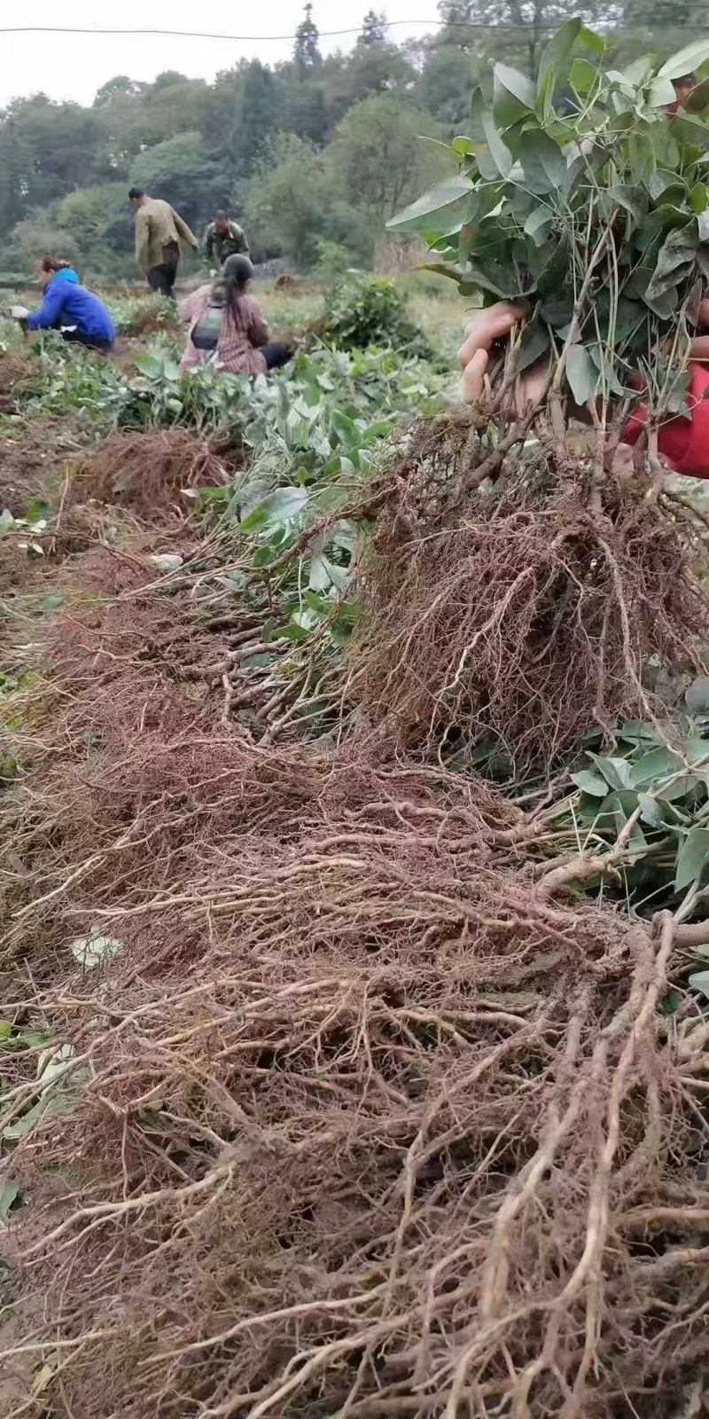 少籽八月瓜小苗两年苗，基地直发，品质保证，诚信经营