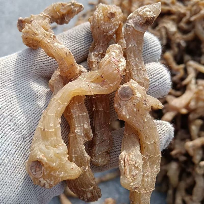 黄精生黄精云南黄精生黄精