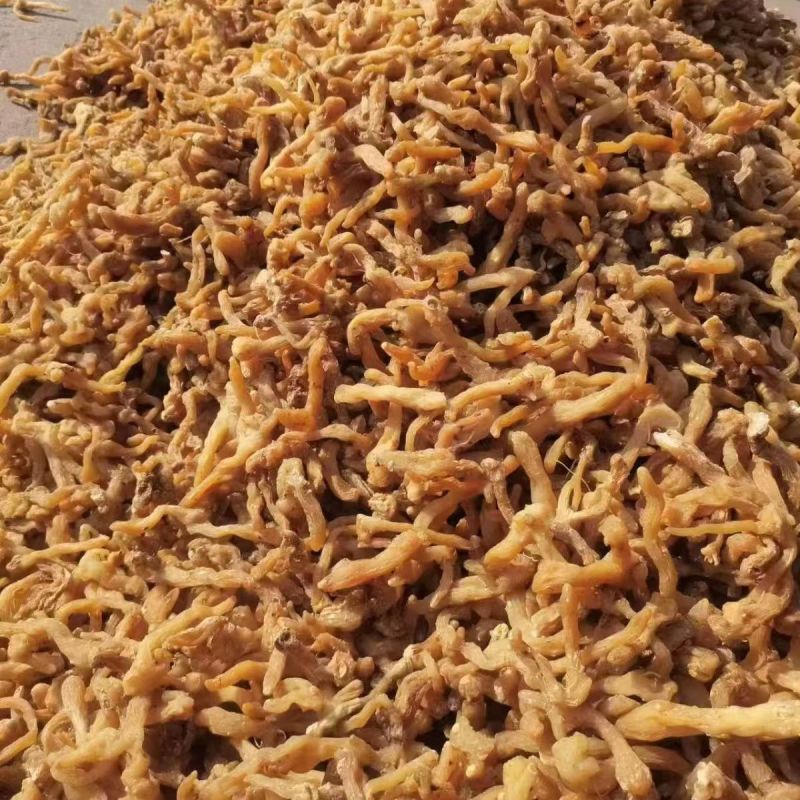 黄精生黄精云南黄精生黄精