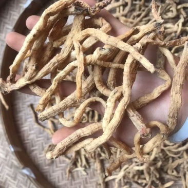 小玉竹云南小玉竹小玉竹云南小玉竹批发