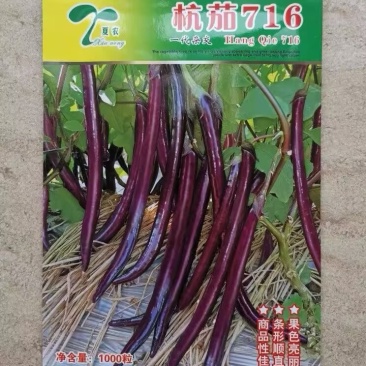 杭茄716茄子种子线茄种子早熟颜色深紫红不早衰