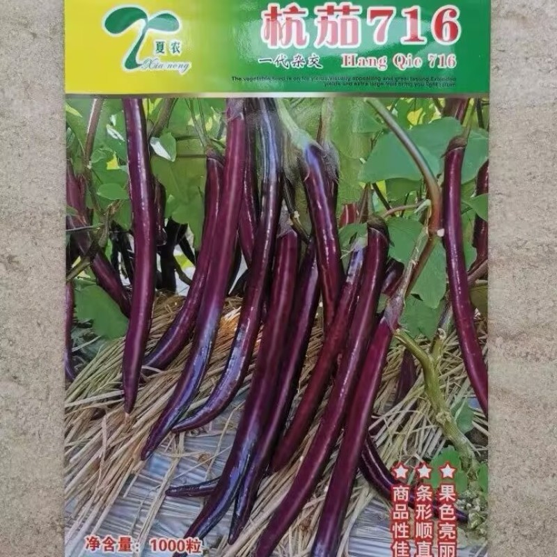 杭茄716茄子种子线茄种子早熟颜色深紫红不早衰