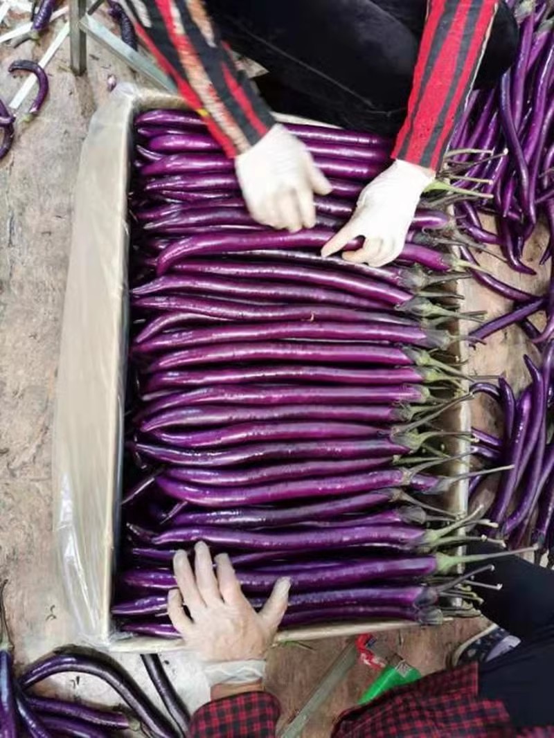 杭茄716茄子种子线茄种子早熟颜色深紫红不早衰