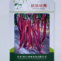 杭茄领秀线茄种子果实颜色紫红偏深高温不褪色皮薄抗病