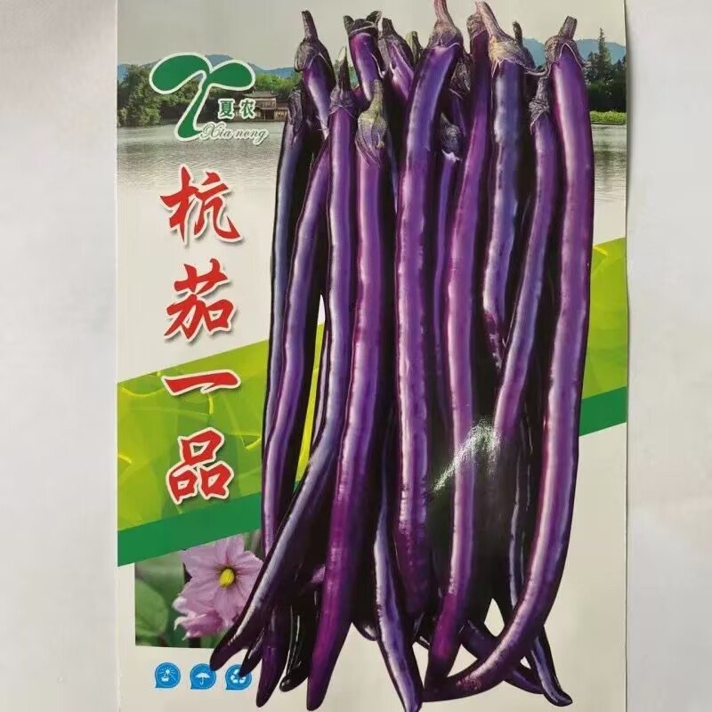 杭茄一品线茄种子果实颜色紫红高温不褪色皮薄采收期长