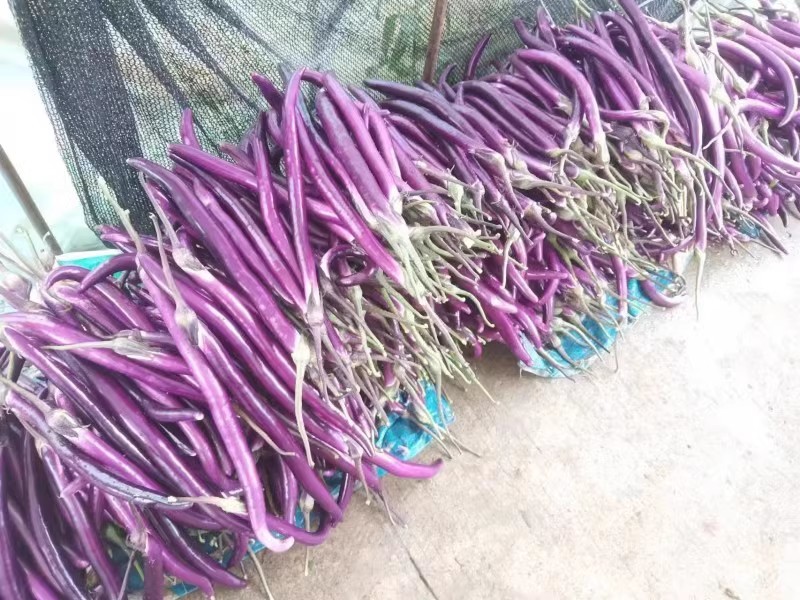 杭茄718线茄种子早熟抗病紫红长线茄种子皮薄节间短