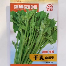 千头南瓜尖种子专吃茎叶苗南瓜苗种子南瓜藤种子