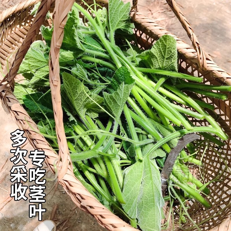 千头南瓜尖种子专吃茎叶苗南瓜苗种子南瓜藤种子