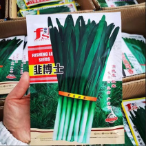 韭博士韭菜种子高纯度抗寒耐热抗病抗干尖不休眠