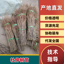 杜仲树苗/现挖现发/量大价优