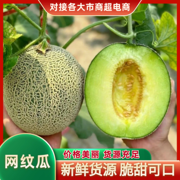 网纹瓜（海南哈密瓜）现摘现发，量大从优，欢迎来电洽谈咨询