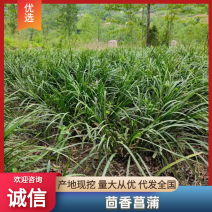 贵州山奈五香草种植煮牛羊狗肉粉专用茴香菖蒲种苗产地直供