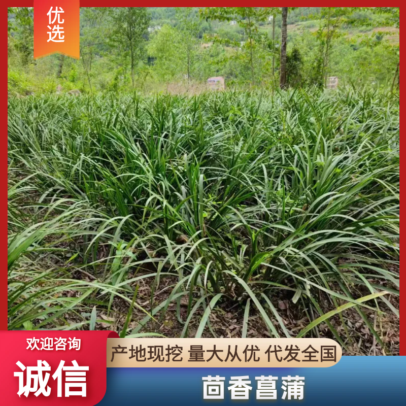贵州山奈五香草种植煮牛羊狗肉粉专用茴香菖蒲种苗产地直供
