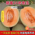 晓蜜25哈密瓜（民勤哈密瓜）产地一手货源，对接全国客商
