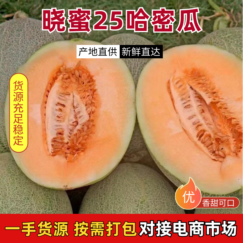 晓蜜25哈密瓜（民勤哈密瓜）产地一手货源，对接全国客商