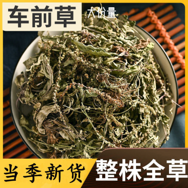 正宗车前草泡茶中草药批发野生全草整颗晒干切断包邮可打粉
