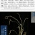 正宗车前草泡茶中草药批发野生全草整颗晒干切断包邮可打粉
