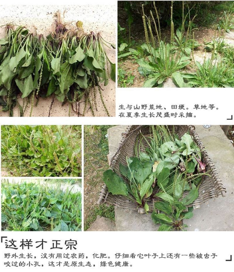 正宗车前草泡茶中草药批发野生全草整颗晒干切断包邮可打粉