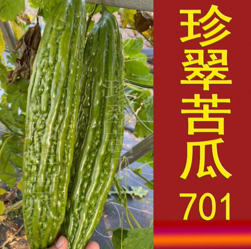 珍翠苦瓜701-苦瓜种子早中熟杂交种