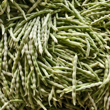 【热卖中】山东芸豆大量有货品质保证可视频看货