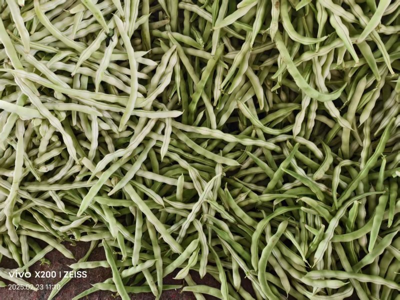 【热卖中】山东芸豆大量有货品质保证可视频看货