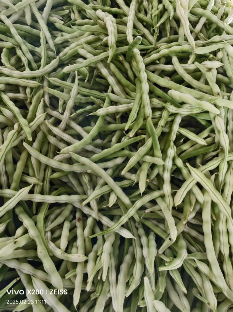 【热卖中】山东芸豆大量有货品质保证可视频看货