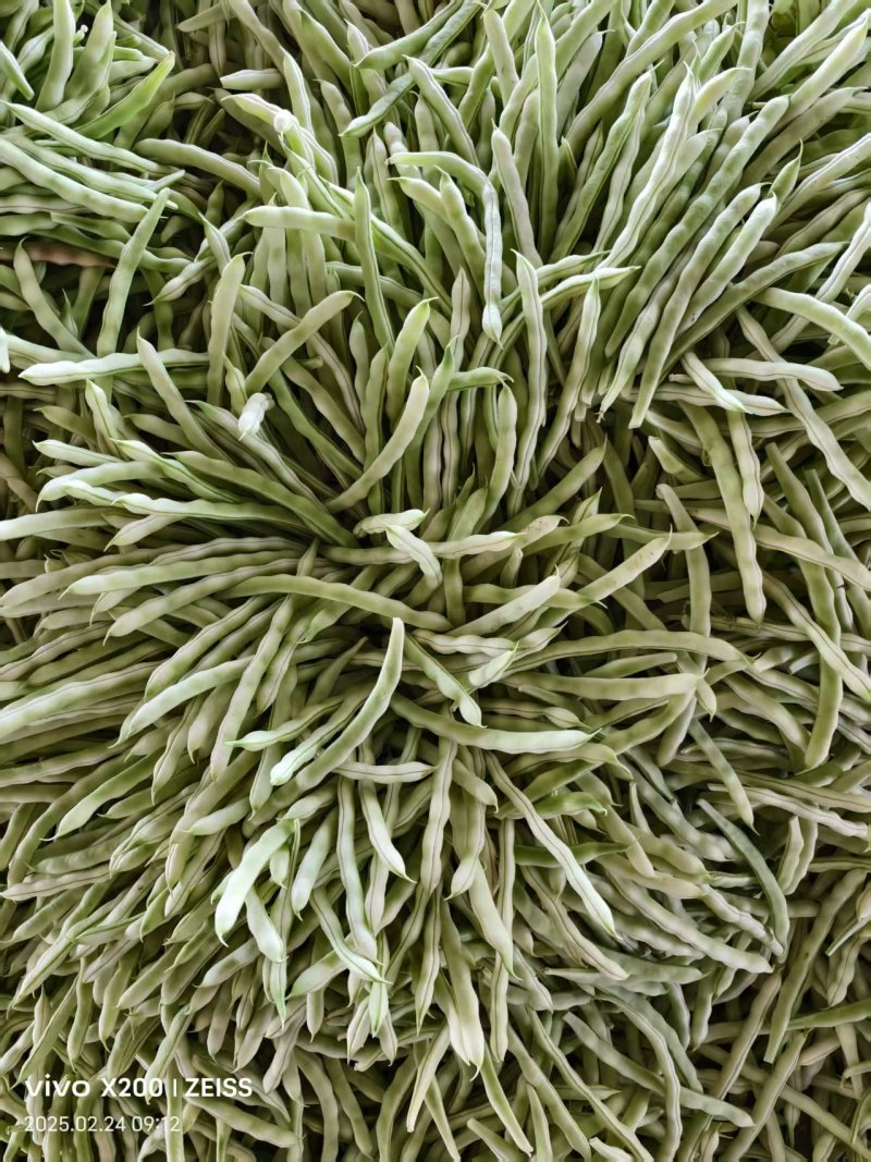 【热卖中】山东芸豆大量有货品质保证可视频看货