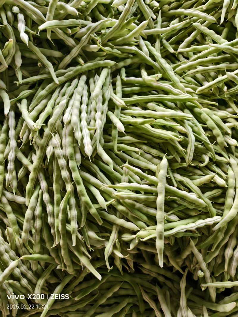 【诚信卖家】芸豆山东日照大量有货产地直发欢迎选购