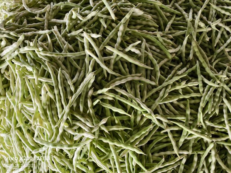 【诚信卖家】芸豆山东日照大量有货产地直发欢迎选购