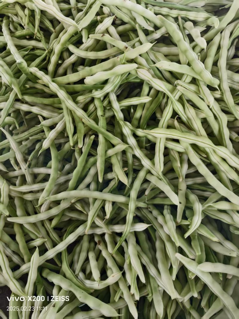 【诚信卖家】芸豆山东日照大量有货产地直发欢迎选购