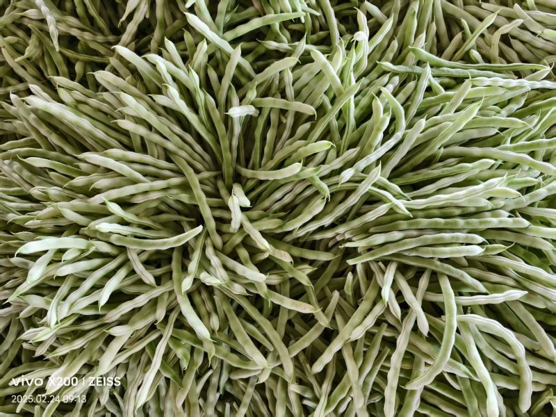 【诚信卖家】芸豆山东日照大量有货产地直发欢迎选购