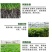 生根剂壮苗水溶肥促生根壮苗剂蔬菜花卉植物通用强力生根剂