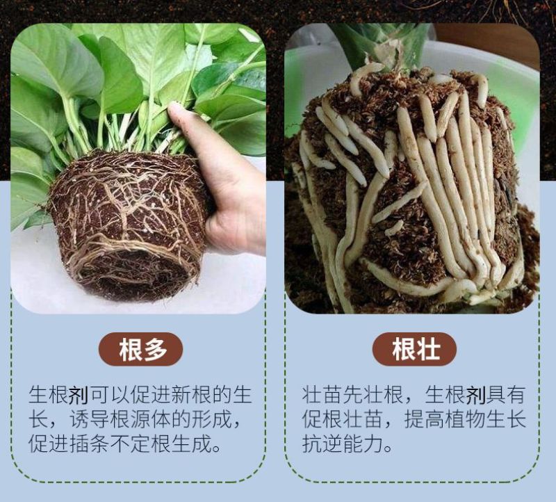 生根剂生根壮苗抗重茬死苗烂根养根护根调节土壤扦插移栽育苗