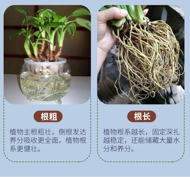 生根剂生根壮苗抗重茬死苗烂根养根护根调节土壤扦插移栽育苗