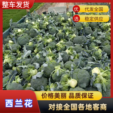 绿宝石西兰花湖北产地一手货源可长期稳定供应市场批发团购