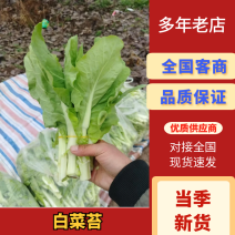 白菜苔毛白菜苔新鲜发货大量上市物美价廉欢迎合作