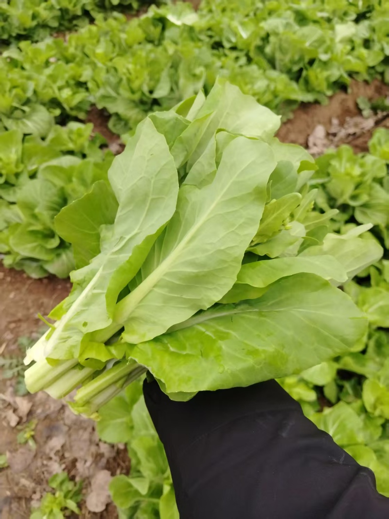 白菜苔毛白菜苔新鲜发货大量上市物美价廉欢迎合作